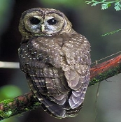 https://upload.wikimedia.org/wikipedia/commons/thumb/d/d0/Northern_Spotted_Owl.USFWS.jpg/256px-Northern_Spotted_Owl.USFWS.jpg